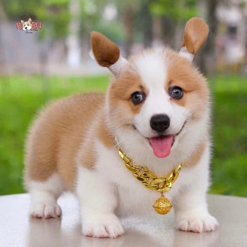 បាន២ខែកន្លះ