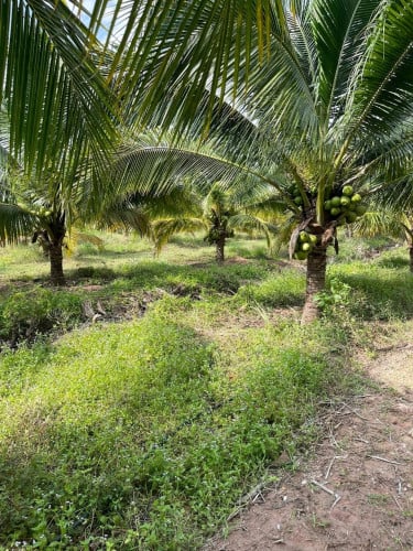 ដីចំការដូងលក់