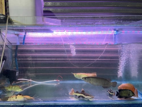 ទូ 100*50*50 10លី លក់ទាំងត្រីនឹងសម្ភរះ160$ចចារ😍