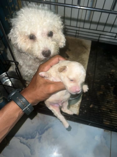 កូន Poodle សុទ្ថ