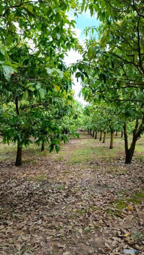 ដីចម្ការស្វាយសម្រាប់លក់‼️