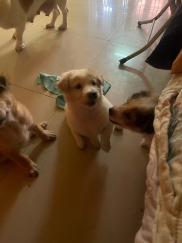 ស្អាតៗ កំពុងរកផ្ទះថ្មី 🏡 ពូជតឿ រោមវេង ស្រដៀង golden (មានរូបឳវា)