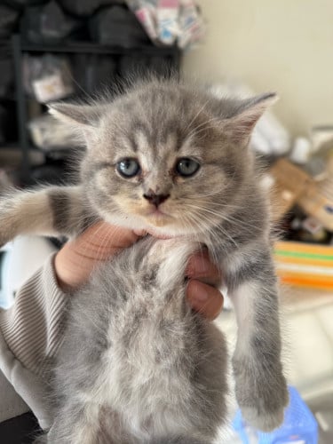 British shorthair female