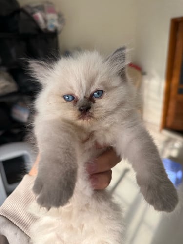 British shorthair female
