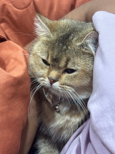 british sort hair cat , female