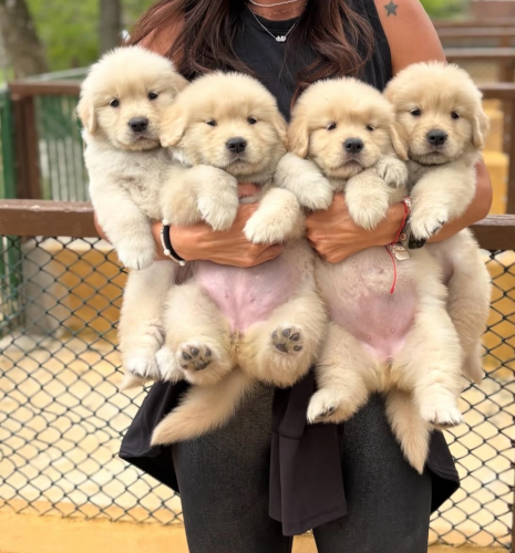 Golden oversized woolly coat