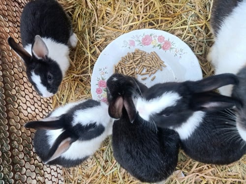 លក់កូនទន្សាយ