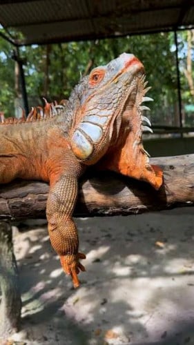 បងប្អូនណាទិញដាក់លំអរហាងកន្លែងកំសាន្ត លក់ជួនធូរថ្លៃ