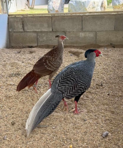 មានលក់សាច់ជ្រូកព្រៃ និងសត្វគ្រប់ប្រភេទ