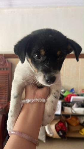 ស្វែកម្ចាស់ថ្មីដែរស្រលាញ់