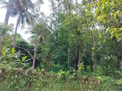 ដីកៀនស្វាយ ភូមិរទាំង ចម្ងាយ 20គម ពីភ្នំពេញ