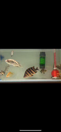 Tiger fish 4bar size 26-27cm