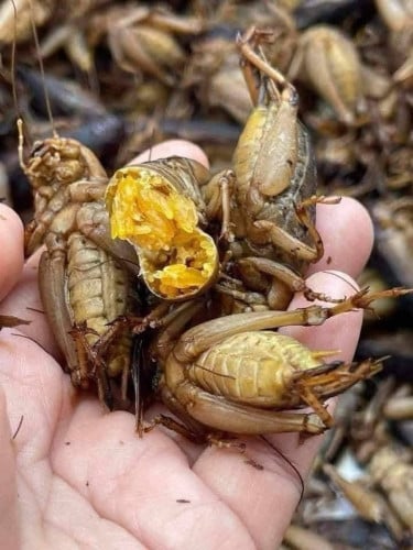 ចង្រឹតដូងព_ង100%