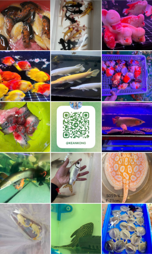 All pet for preorder