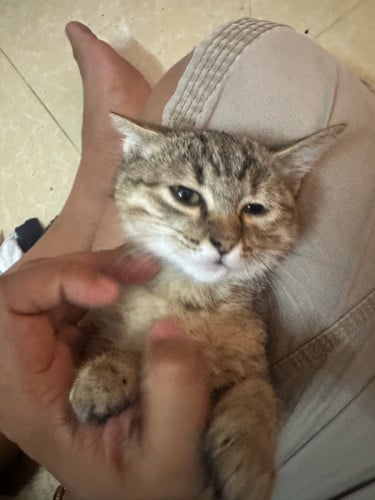 ឆ្មា​ បរទេស​មួយគូរ  ញីឈ្មោល 250$