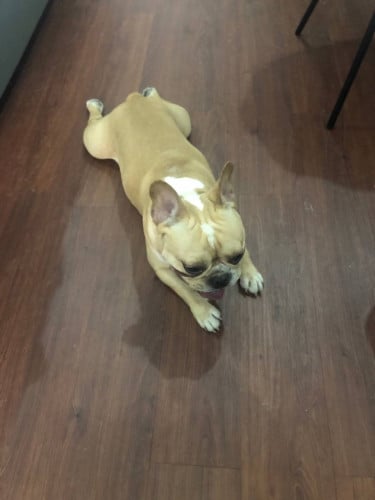 ឆ្កែលក់បន្ទាន់