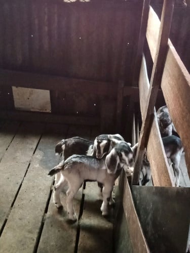 ពពែពូជ 1kg =7$