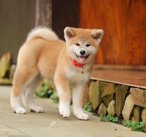 AKITA Japan 🇯🇵