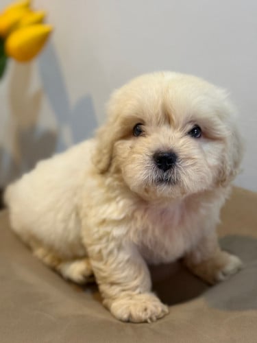 Maltese X Poodle