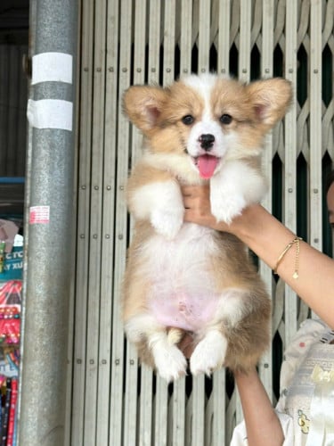 មានលិខិតធានាសុខភាពឈឺដូរថ្មី