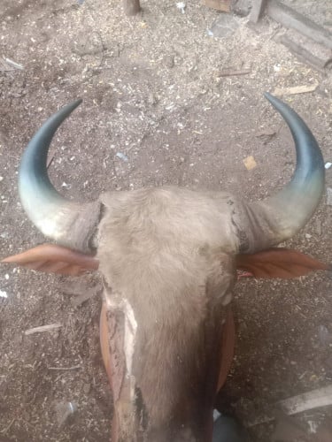 ស្នែងសត្វខ្ទីង សល់ពីដូនតាមកយូរហើយជិត15ឆ្នាំហើយ