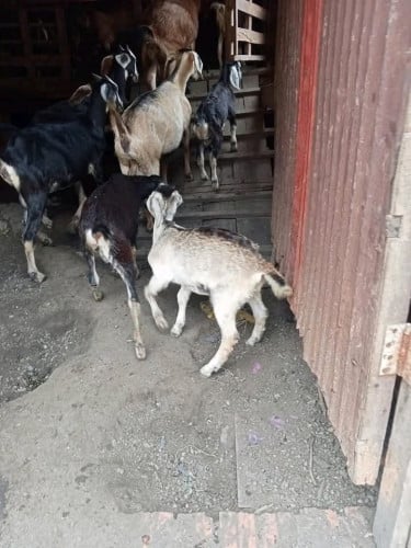 ពពែពូជ 1kg = 7.5$