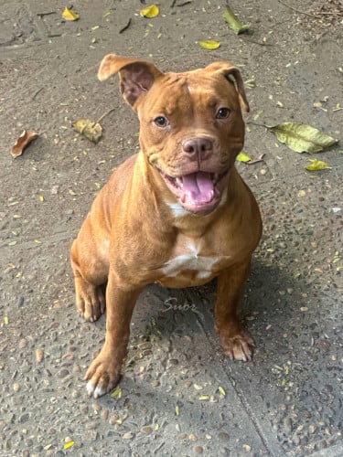 Bandog ពូជសុទ្ធ