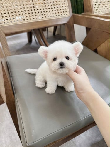 Bichon vip good price