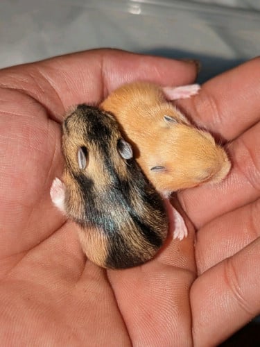 Hamster Winter Hybrid