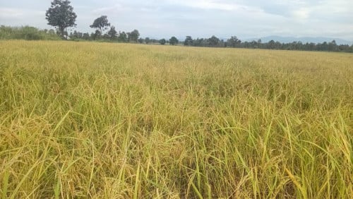 ដីធ្វើស្រែ ដាំស្រូវ ឬដាំបន្លែសរីរាង្គ