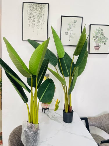 🪴ដើមឈើជ័រតាំងលំអ គុណភាពដូចដើមធម្មជាតិ តំលៃតាមដើម