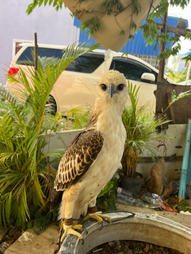 អកសមុទ្រញី ចេះស្រាប់