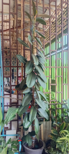 លក់ដើមជ័រលំអ (រុក្ខជាតិជ័រ)