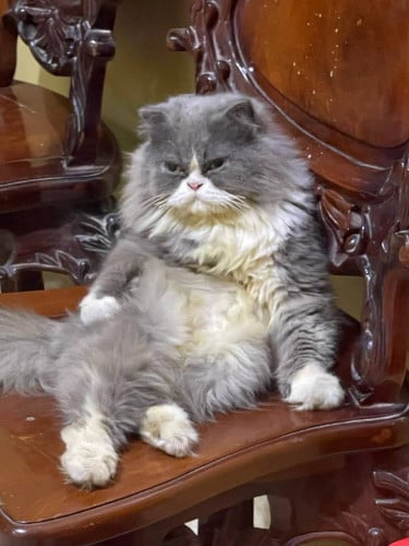 ទំងន់ 3គីឡូ គ្រៀវរួចហើយ ឈ្មោល