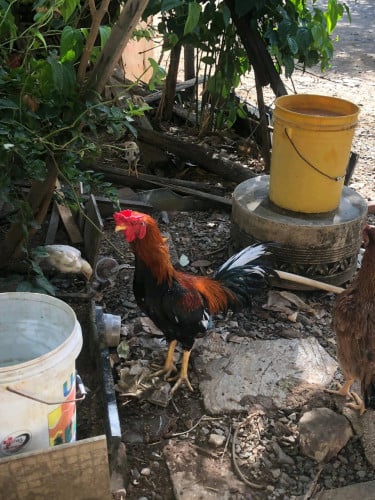 ជុំផន កូនបង្កាត់ក្នុងស្រុក