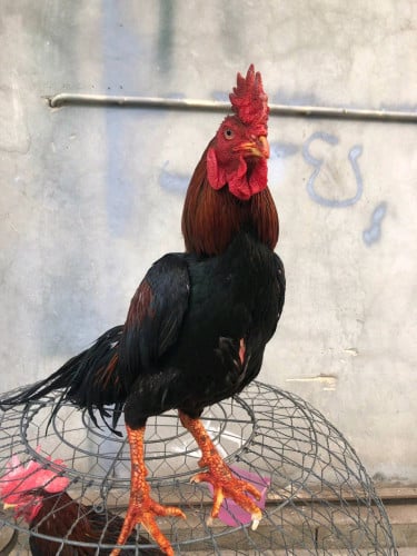 ជុំផនប្រយុទ្ធ