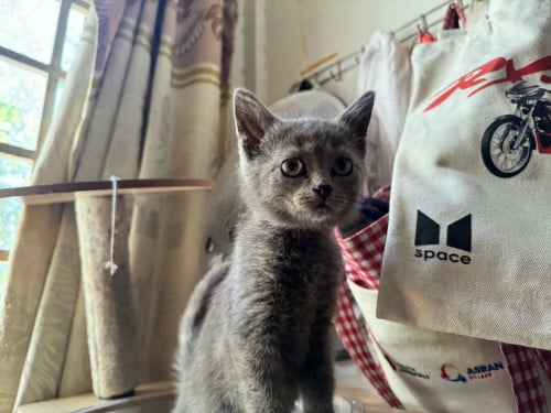 ចែកមេនិងកូន២​