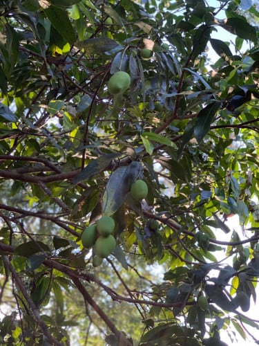 ក្ដឹបស្វាយ