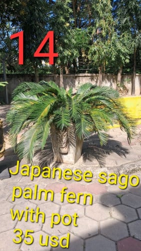 Different Plants and Palm Trees