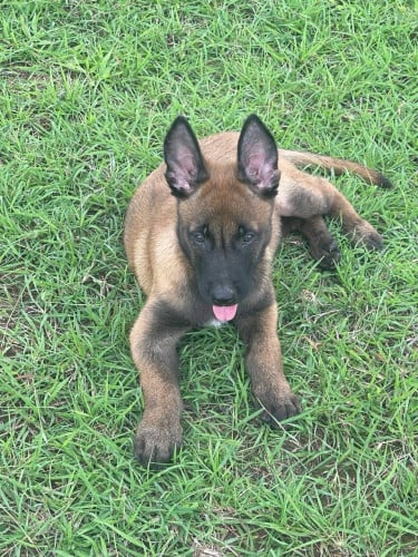 Malinois