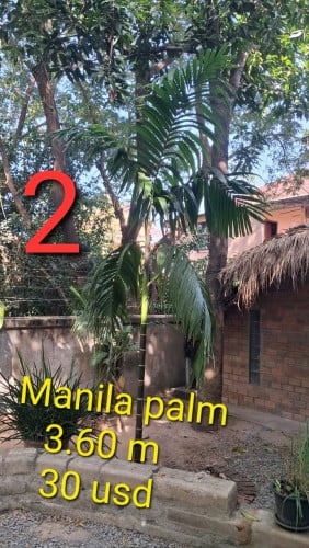 Plants and Palm Trees