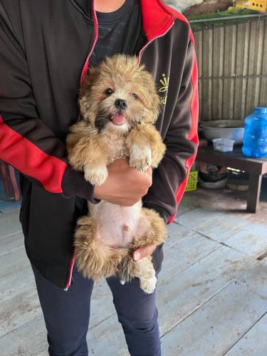 ភូដលជីសុ ឈ្មោល