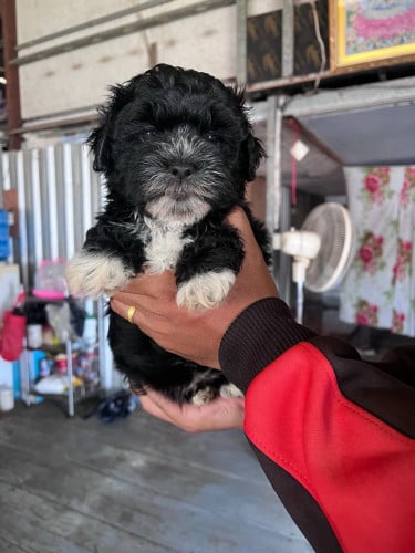 ភូដលកាត់ជីសុ