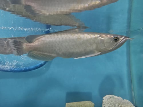 ត្រីនាគប្រាក់