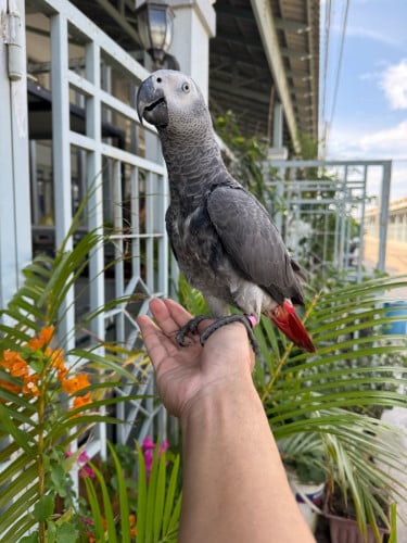 ខ្ញុំចង់ទិញសេកដូចរូប