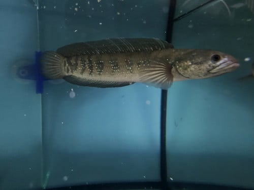 Channa Asiatica WhiteSpot