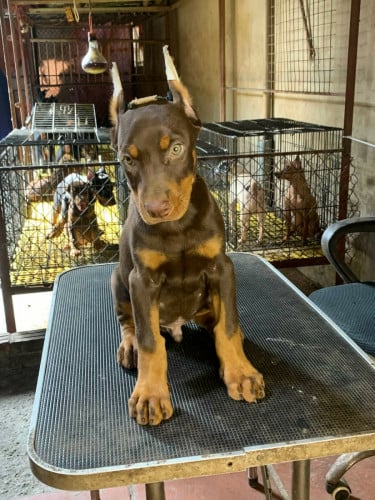Doberman 10kg 2 month old Vaccine ful Boy Good Quality Good Health