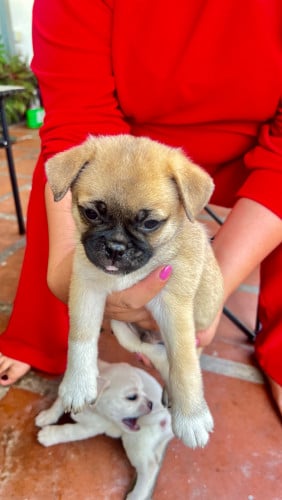 ឆ្កែចិញ្ចឹម​លក្ខណៈ​គ្រួសារ​ សុខភាពល្អ