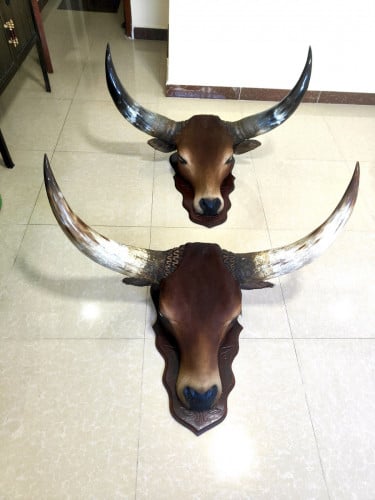 លក់ក្បាលគោដាក់តាំងលំអផ្ទះនិងហាង