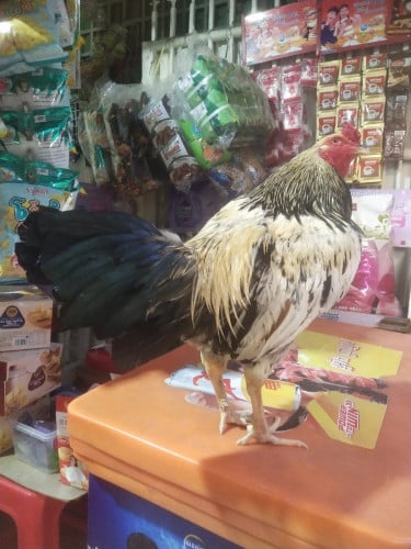 កូនបង្កាត់យួនសុទ្ធ